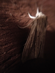 Ichneutica semivittata