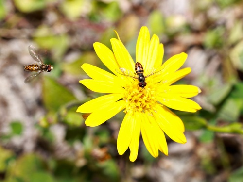 Unknown species found near St Augustine Beach, FL 32080, USA
