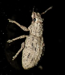 Floresianus sordidus