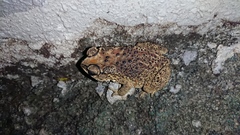 Duttaphrynus melanostictus
