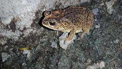Duttaphrynus melanostictus