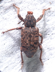 Rhinaria tragocephala