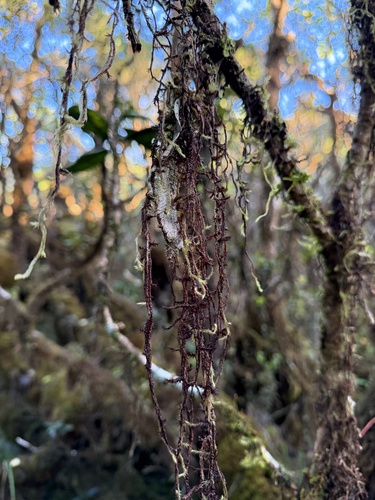 Aerobryopsis longissima observed 2026-01-27