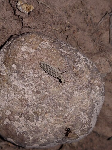 Tetraphalerus bruchi