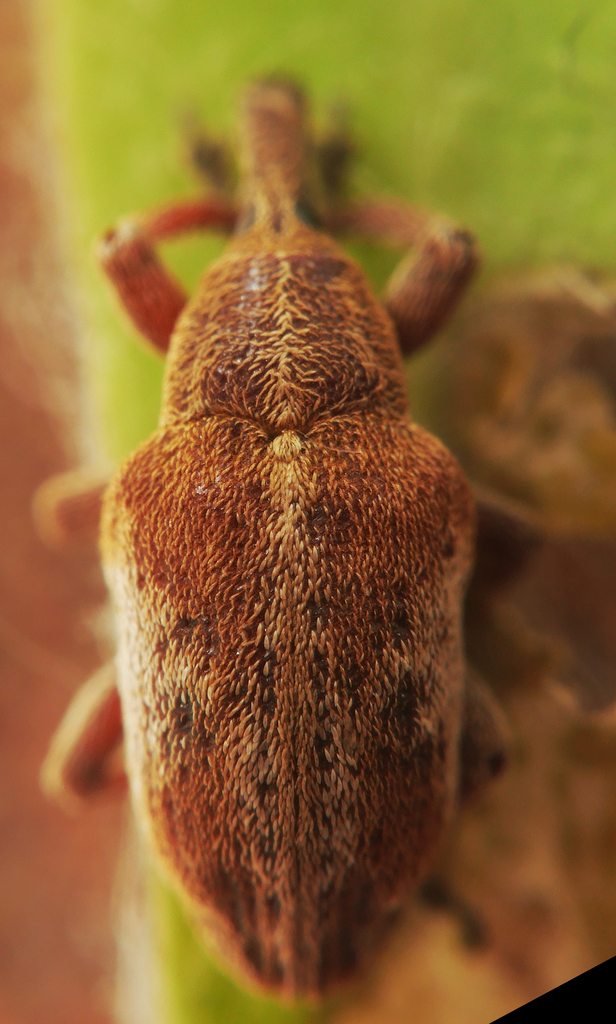 Prophaesia