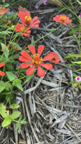 Elegant Zinnia (Zinnia elegans)