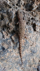 Hemidactylus frenatus