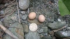 Caprimulgus affinis stictomus