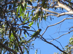 Barnardius zonarius semitorquatus