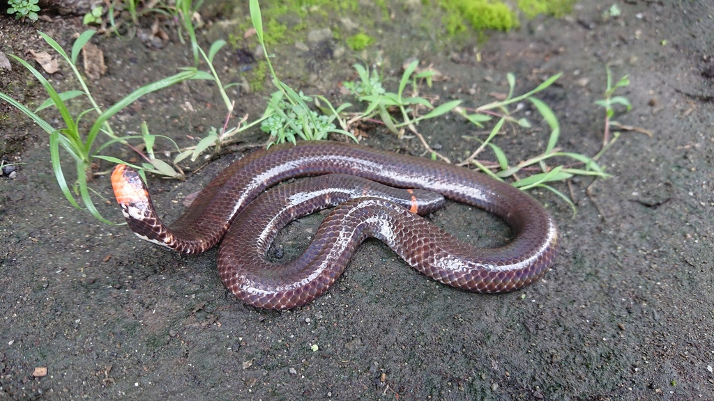 Stock photo of Blanford's Pipe Snake (Cylindrophis lineatus) raising its  tail which is…. Available for sale on