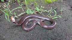 Cylindrophis ruffus