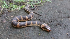 Homalopsis buccata