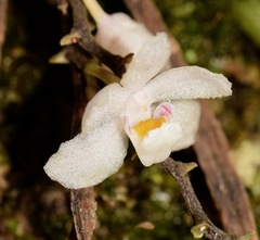 Sarcochilus hillii