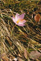 Crocus ligusticus