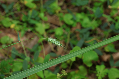 Echinopogon nutans observed 2026-01-30