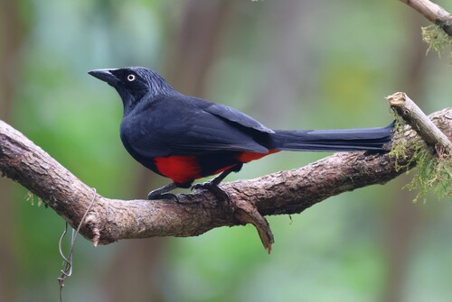 Red-bellied Grackle (Hypopyrrhus pyrohypogaster), photo 7