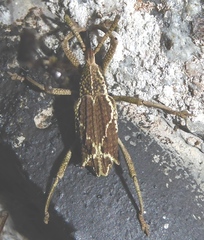 Cryptoderma
