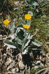 Hieracium tomentosum