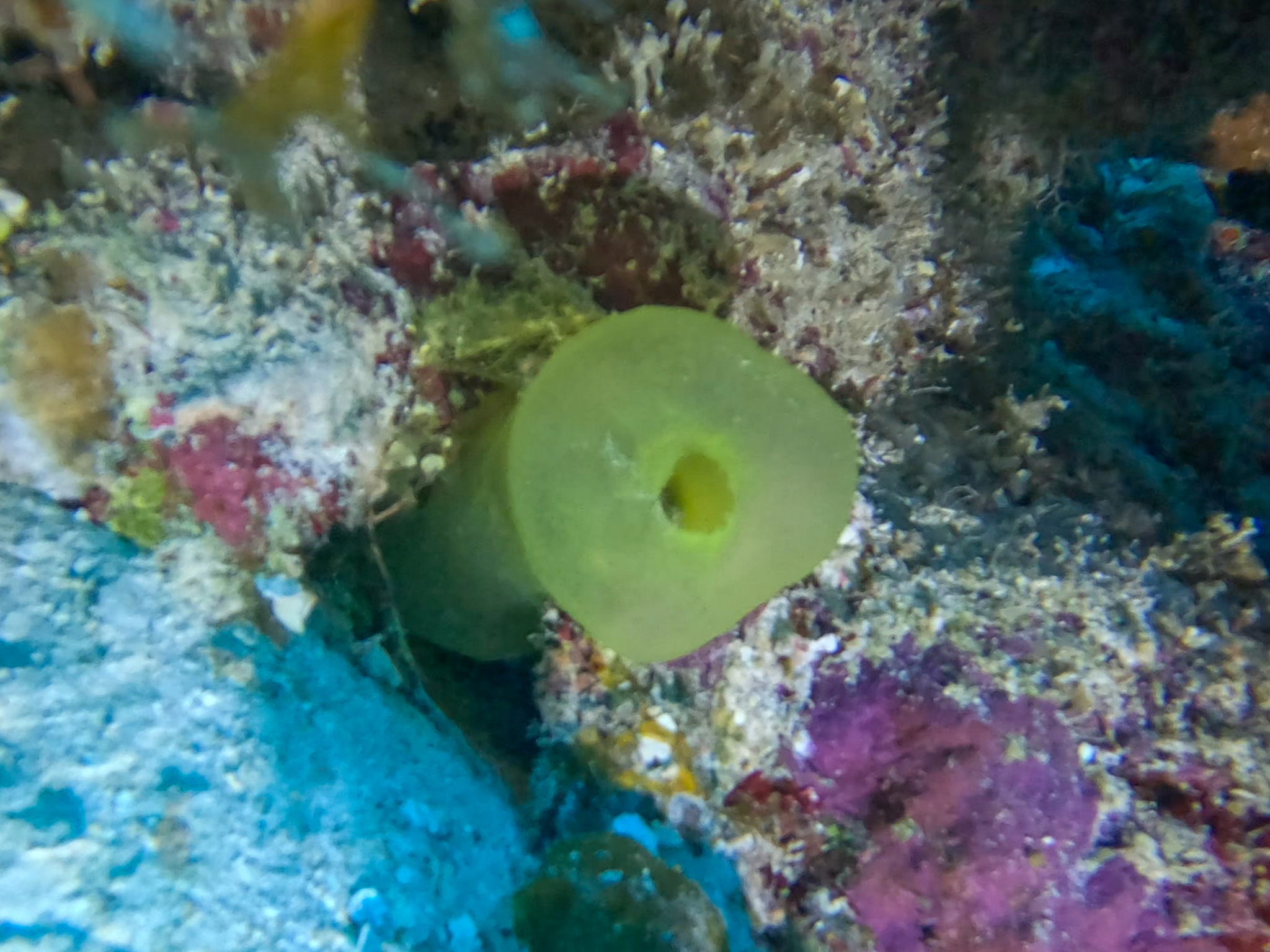 Phallusia fragilis Bonnet & Rocha, 2011