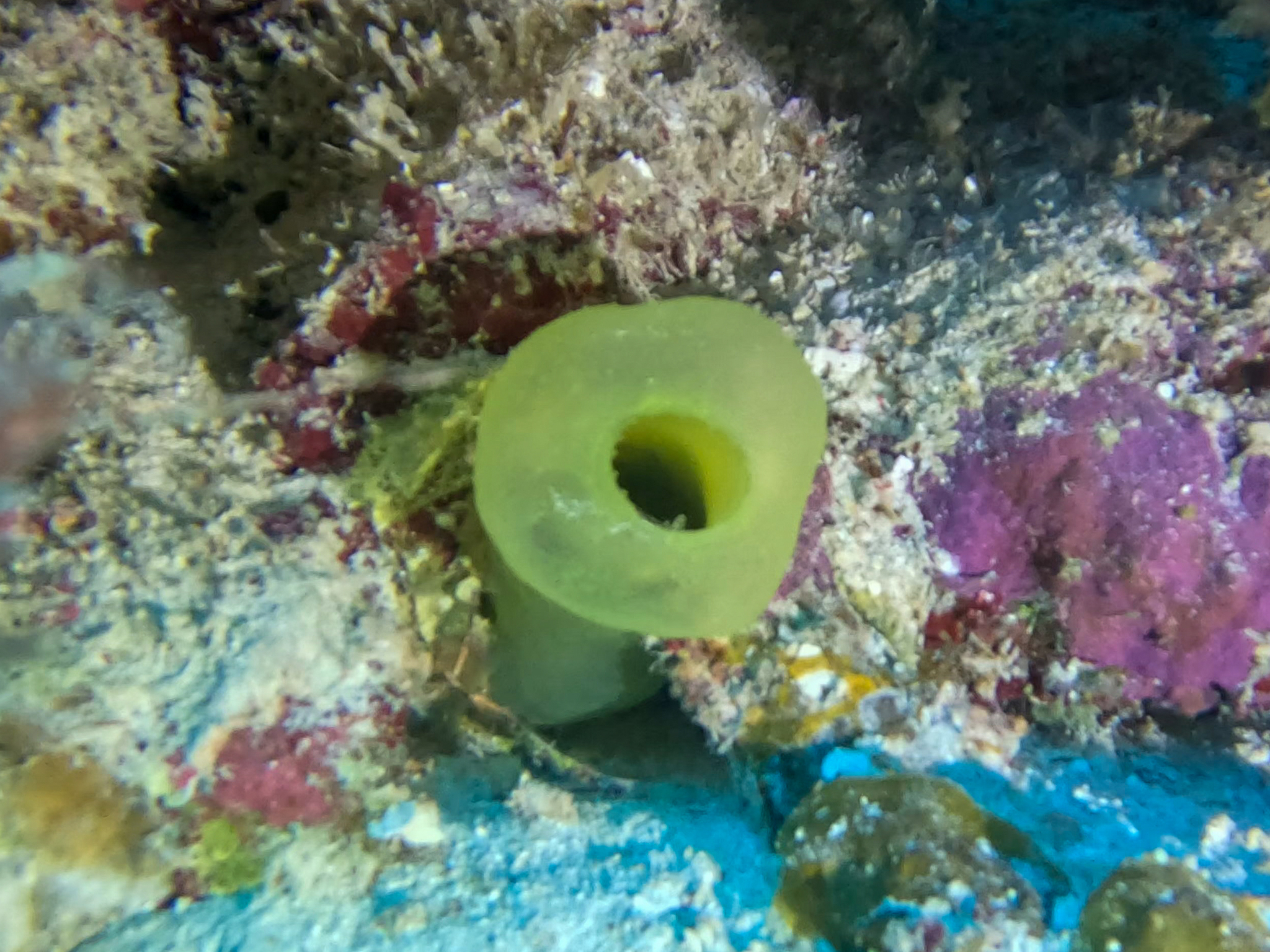 Phallusia fragilis Bonnet & Rocha, 2011