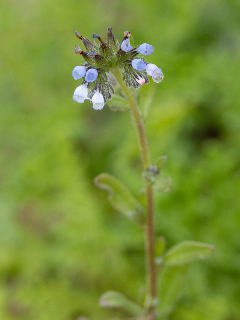 Mairetis microsperma