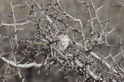 Brewer's Sparrow (Spizella breweri), photo 2