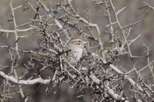 Brewer's Sparrow (Spizella breweri)