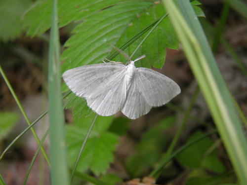 Pilkajuostis Balsvasprindis
