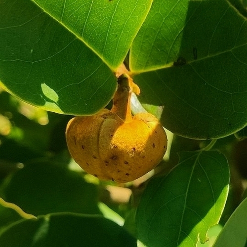 Annona coriacea (Annona coriacea)