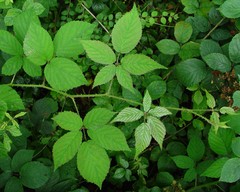 Rubus pallidus