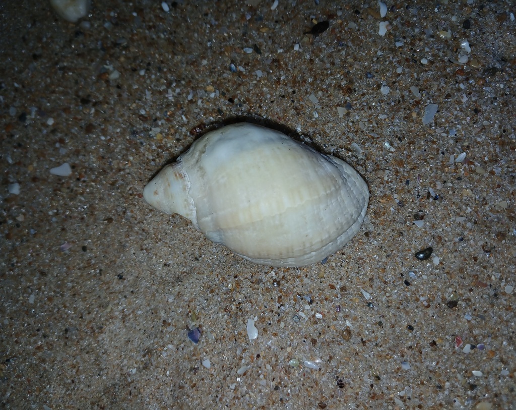 Cart-Rut Shell from Adelaide SA, Australia on January 31, 2026 at 05:29 ...