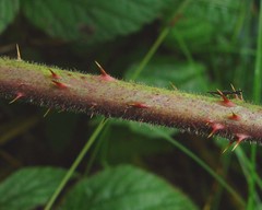 Rubus pallidus
