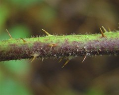 Rubus pallidus