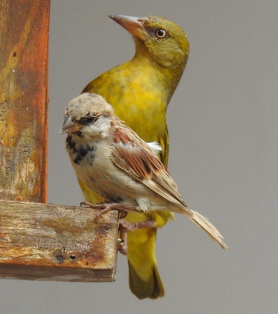 Cape Weaver (Ploceus capensis), photo 1