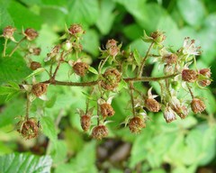 Rubus pallidus