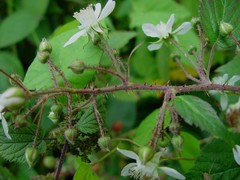 Rubus pallidus