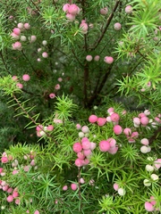 Leptecophylla oxycedrus