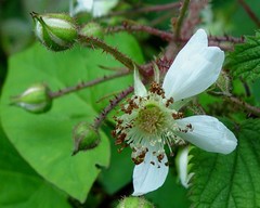 Rubus pallidus