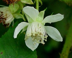 Rubus pallidus