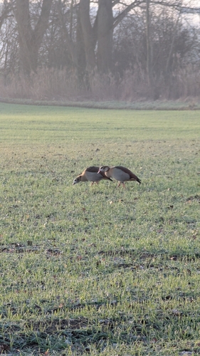 iNaturalist: (c) florirudolf, some rights reserved (CC BY-NC), uploaded by florirudolf iNaturalist image