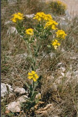 Biscutella cichoriifolia