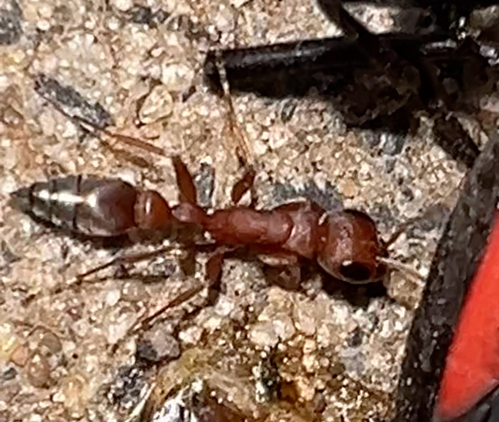 Pseudomyrmex denticollis