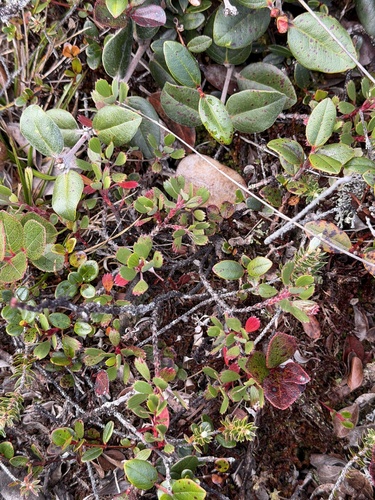 Geranium kauaiense observed 2026-01-28