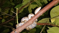 Malayopython reticulatus