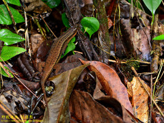 Eutropis rudis