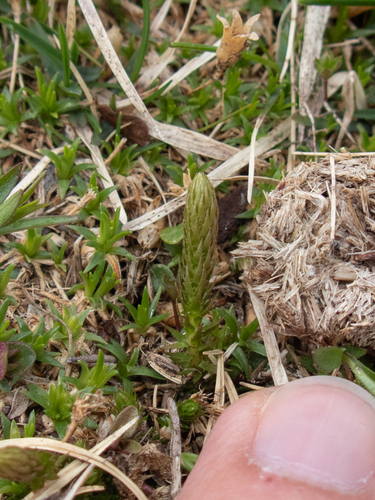 Lesser Clubmoss (Selaginella selaginoides)