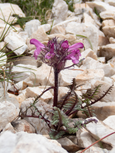 Pink Lousewort (Pedicularis rosea)