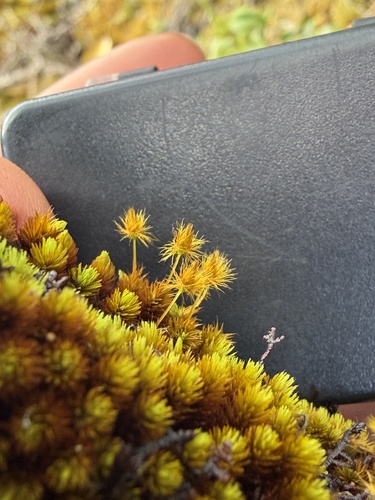 Macromitrium piliferum observed 2026-01-28