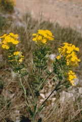 Biscutella cichoriifolia