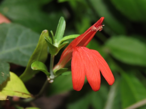 Palmer's Tube-Tongue (Justicia palmeri)